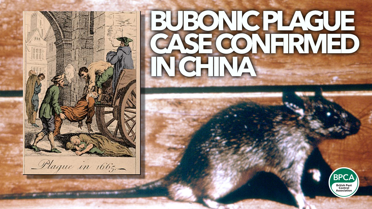 bubonic-plague-case-confirmed-china bubonic-plague-case-confirmed-china